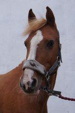 DSP sunshine (part) billede 1