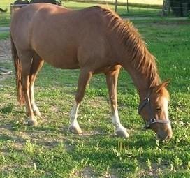 Welsh Partbred (Sec F) smukke Evita pigen. Solgt :( billede 7