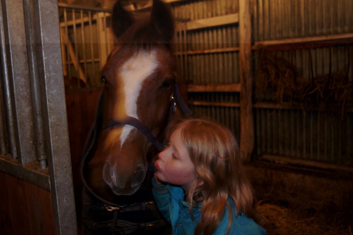 Welsh Partbred (Sec F) smukke Evita pigen. Solgt :( billede 10