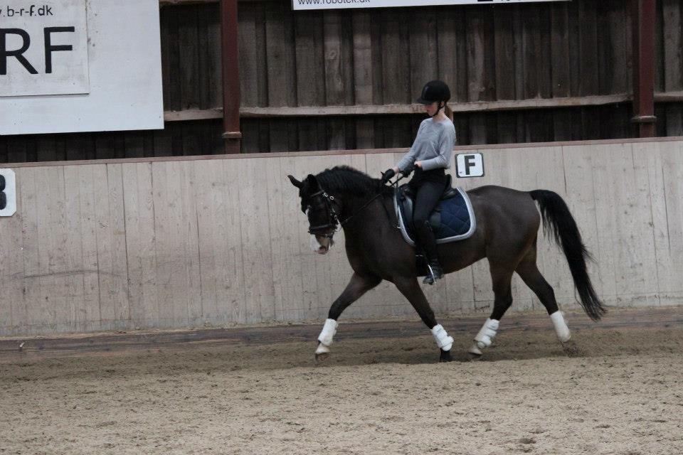 Anden særlig race Flying Timon billede 13