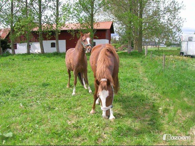 Welsh Partbred (Sec F) smukke Evita pigen. Solgt :( billede 13