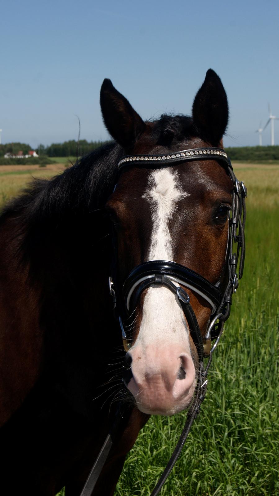 DSP Teglvangs Tristan <3 (SOLGT) - Velkommen til Tristan's profil :-) billede 1