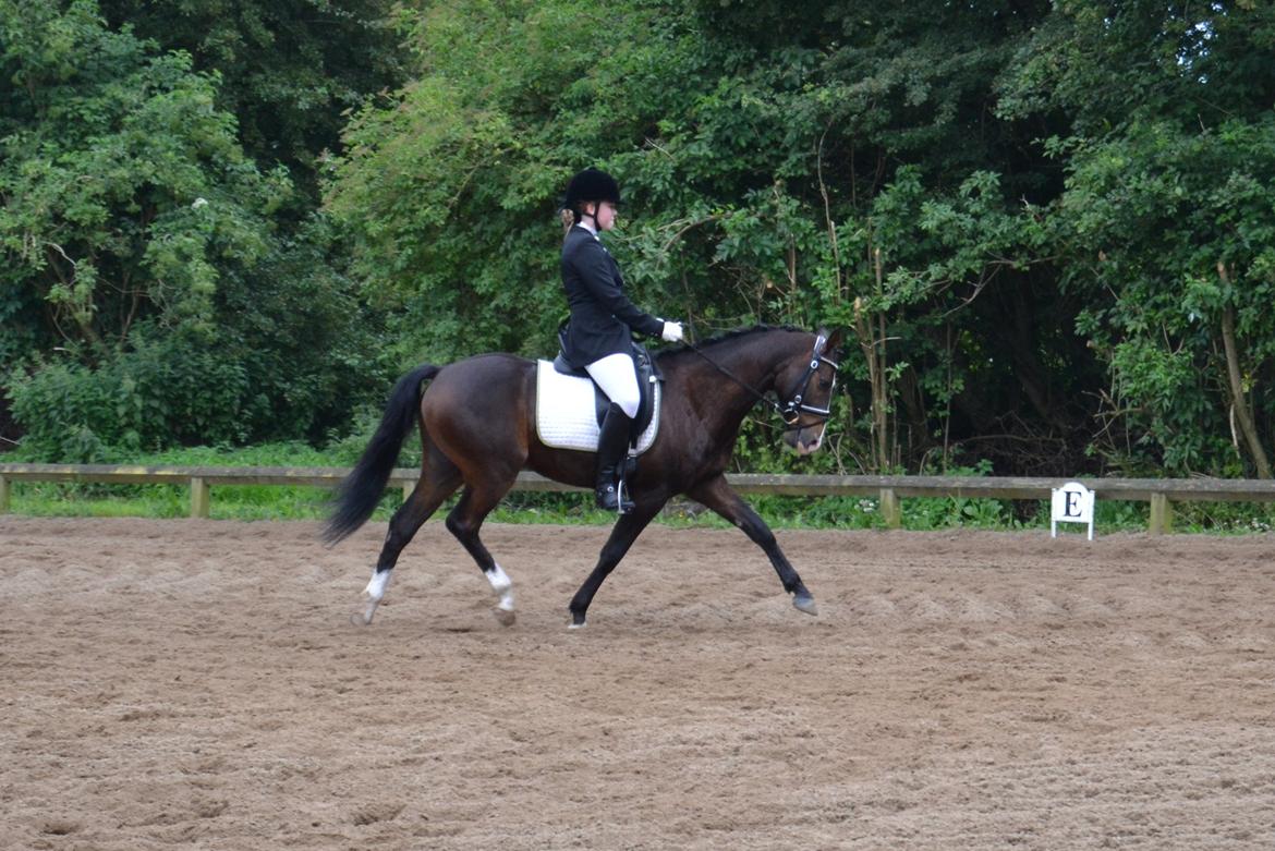 DSP Teglvangs Tristan <3 (SOLGT) - Dressur 2012 billede 9