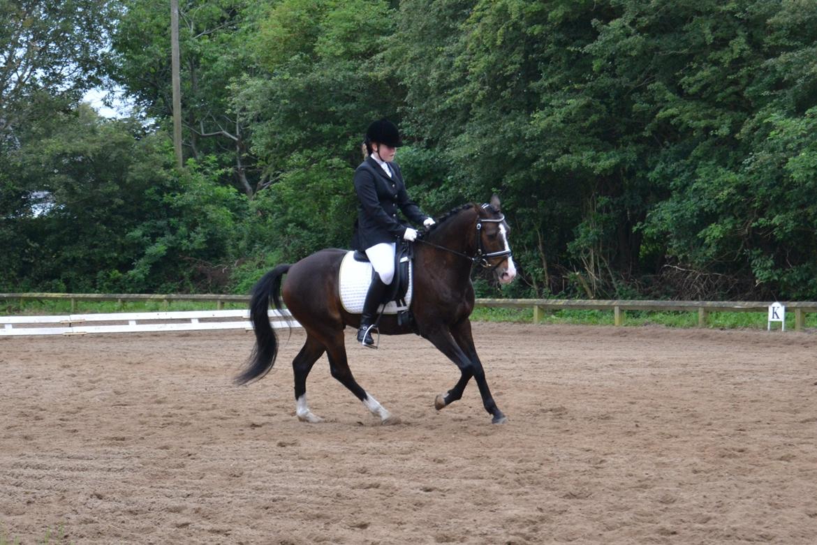 DSP Teglvangs Tristan <3 (SOLGT) - Dressur 2012 billede 10