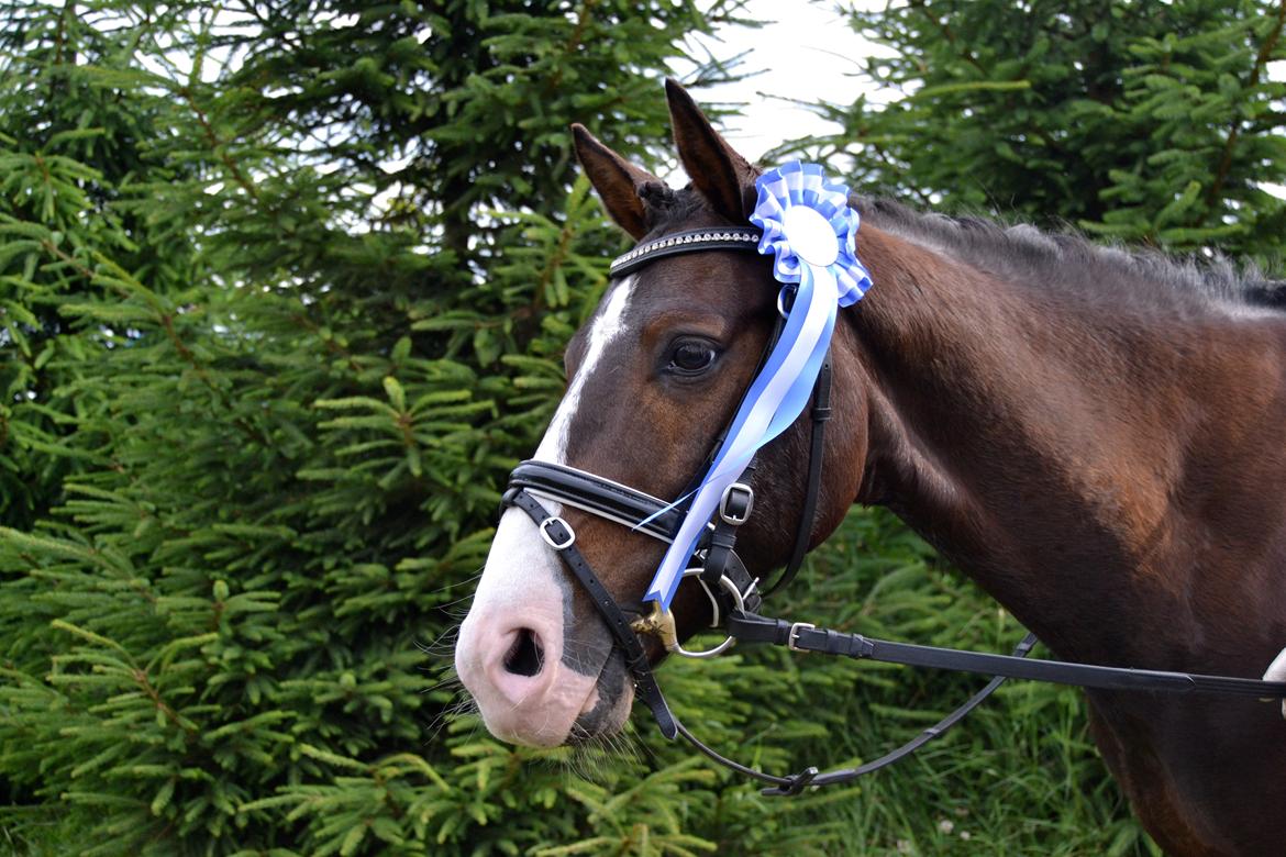 DSP Teglvangs Tristan <3 (SOLGT) - 2 plads til dressur billede 12