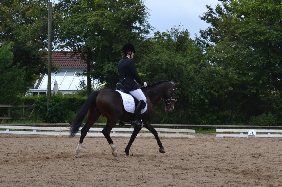 DSP Teglvangs Tristan <3 (SOLGT) - Dressur 2012 billede 13