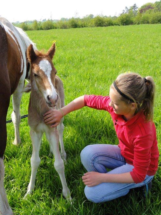 Welsh Partbred (Sec F) skovdal's rolex-royal billede 7