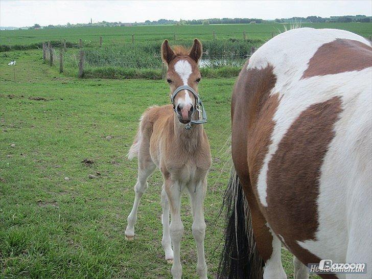Welsh Partbred (Sec F) skovdal's rolex-royal billede 9