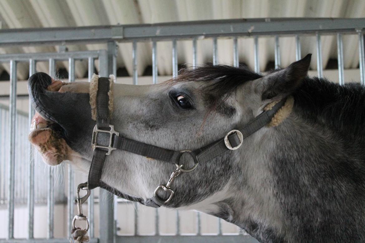 DSP Lundehuset's Helios - sommer 2012 billede 18