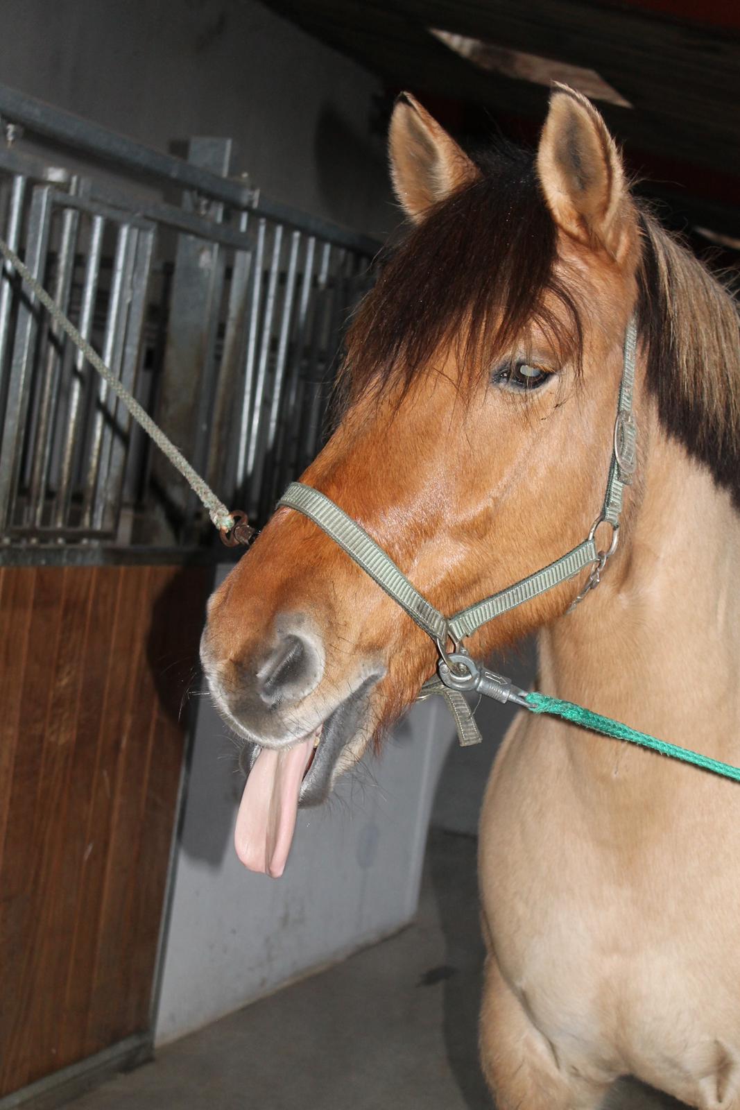 Anden særlig race Bamseline! <3 - Deejlig <3
<br>
<br>
Foto: Mig :-) billede 17