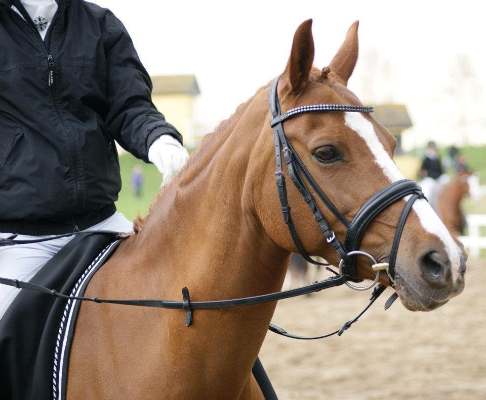 Tysk Sportspony Erf Montana*A-PONY* - <3 <3 <3 <3  billede 7