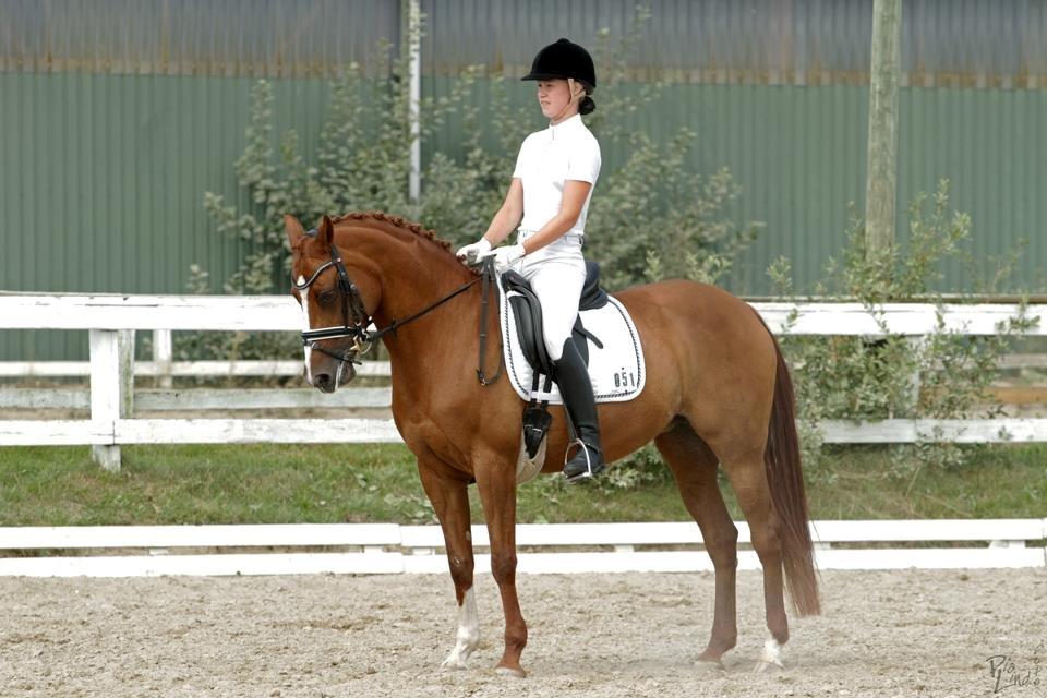 Tysk Sportspony Erf Montana*A-PONY* billede 2