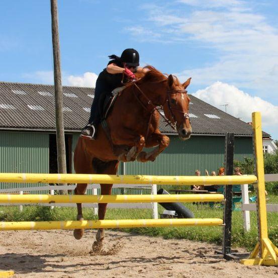 Anden særlig race Tara - Springtræning sommer 2012 billede 20