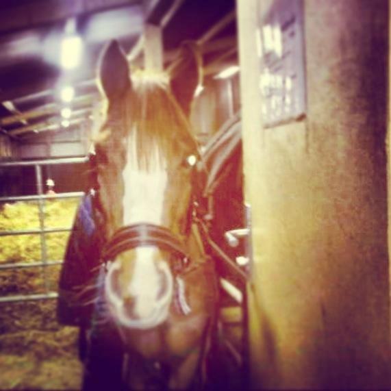 DSP HORSMARKS DIVA DUCHESS - SOLGT! - En søøøød mussi :-* billede 9