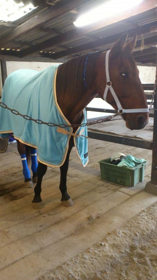 Traver Little Pride T M billede 1