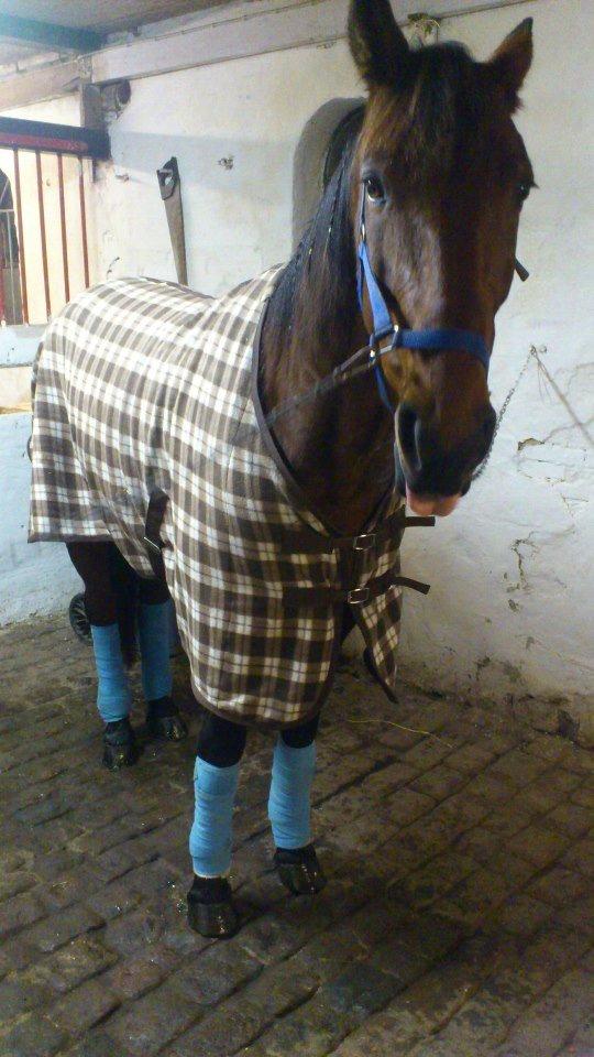 Traver Little Pride T M billede 3