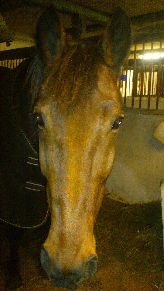 Traver Little Pride T M billede 4