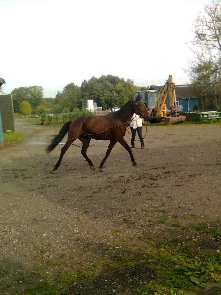 Traver Little Pride T M billede 5