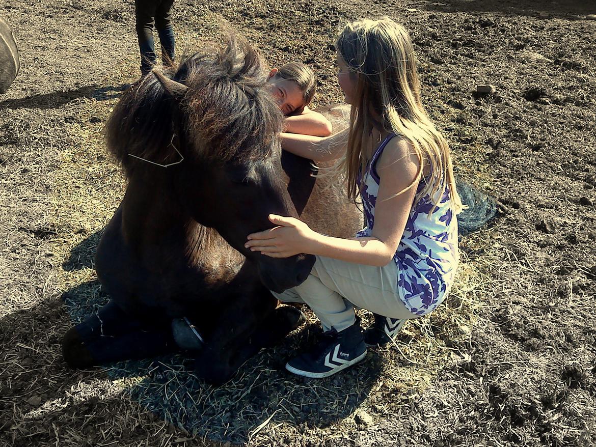 Islænder Dimma fra Kringlan billede 17