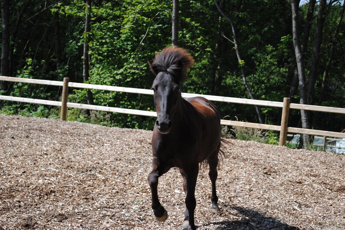 Islænder Dimma fra Kringlan billede 14