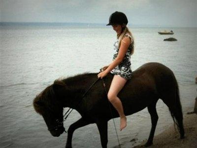 Islænder Dimma fra Kringlan billede 12