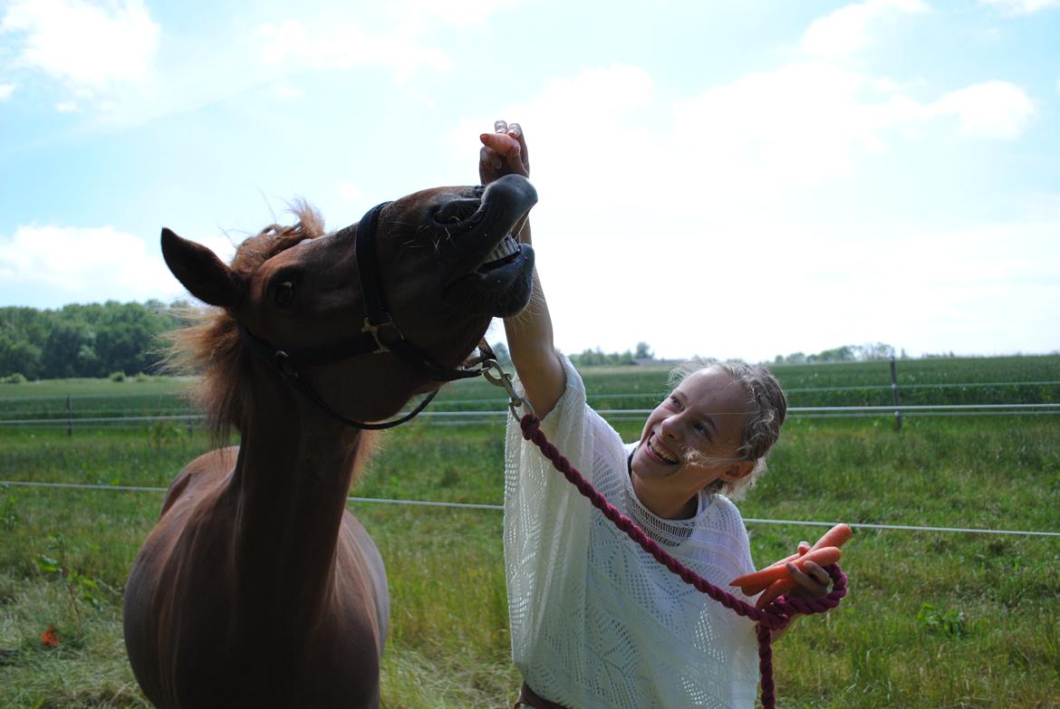 Islænder Elding fra Nyvanggaard - Hun vil gøre alt for en gulerød:) billede 7
