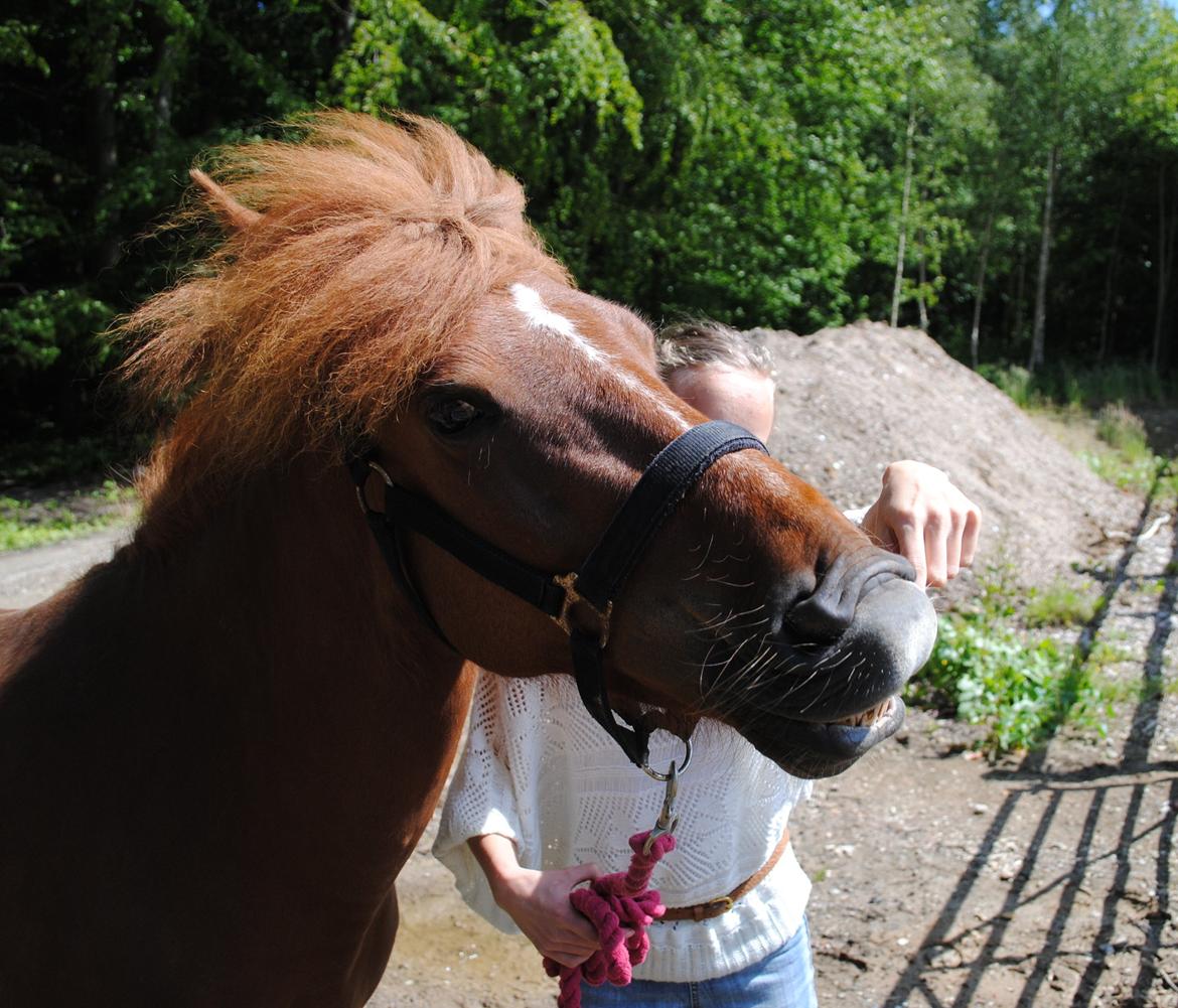 Islænder Elding fra Nyvanggaard - Smil til kameraet:D billede 8