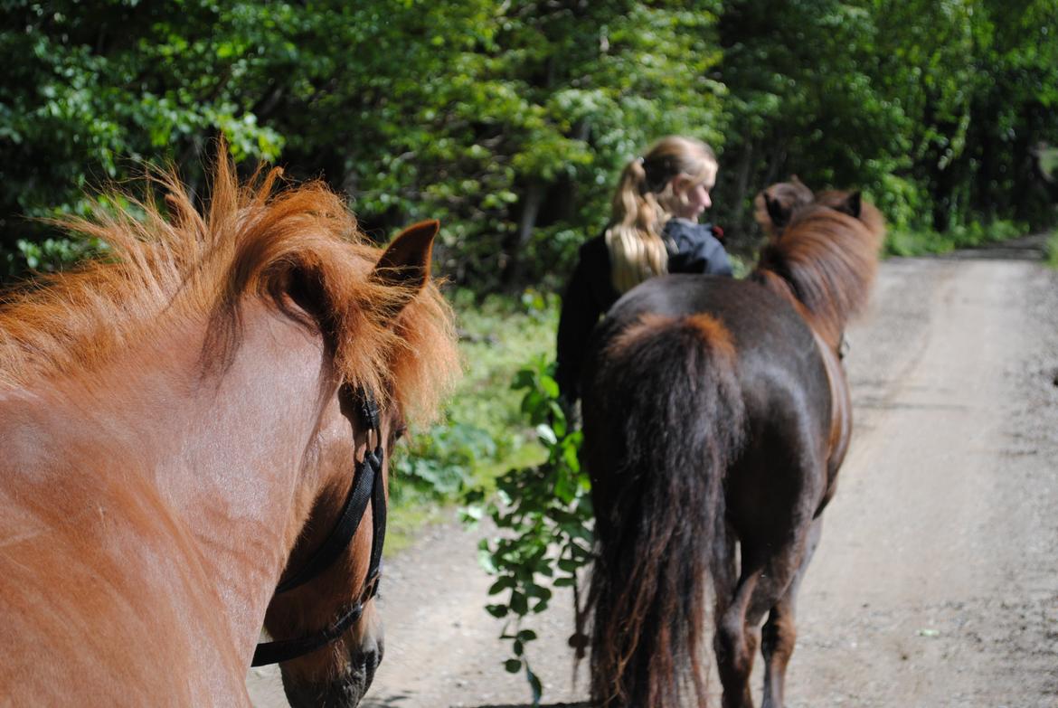 Islænder Elding fra Nyvanggaard - Elding er den røde;) billede 6