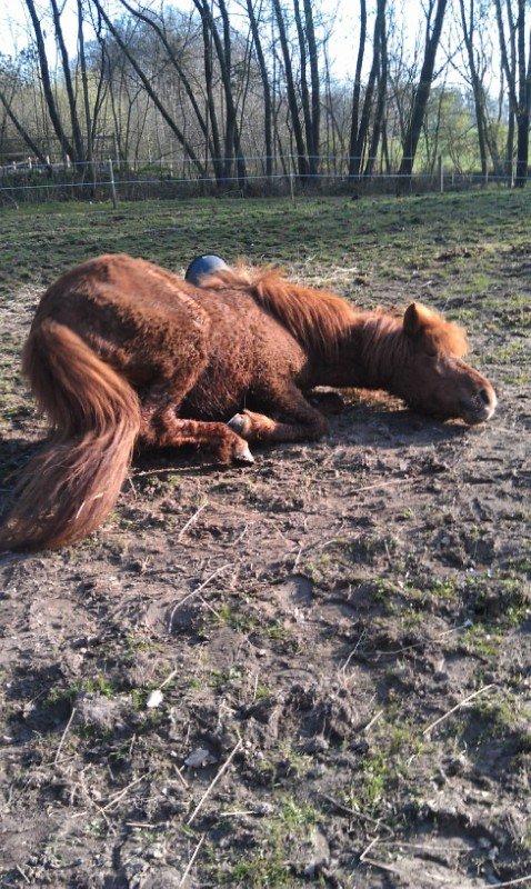 Islænder Elding fra Nyvanggaard - En god rulletur på folden;) billede 9