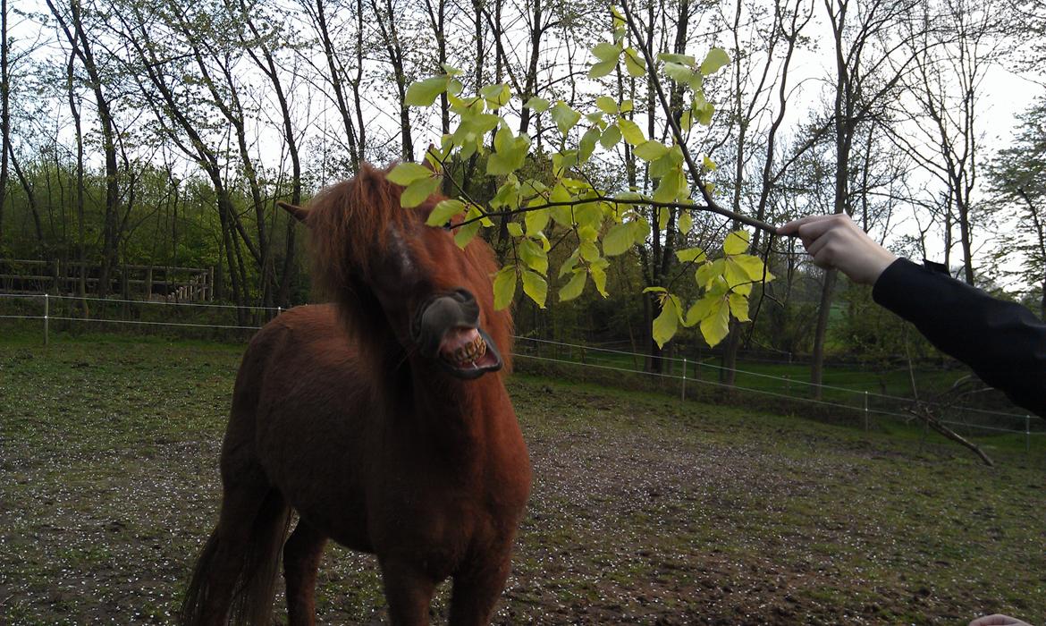 Islænder Elding fra Nyvanggaard - Hun har helt bestemt sin egn charme;) billede 10