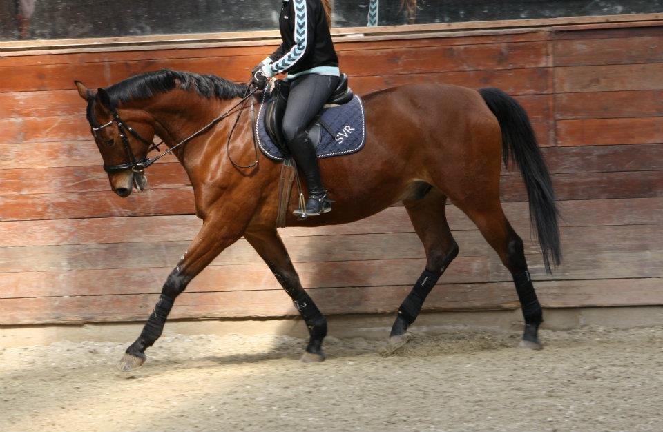 Oldenborg Sultan - Sultan og Anja. billede 2