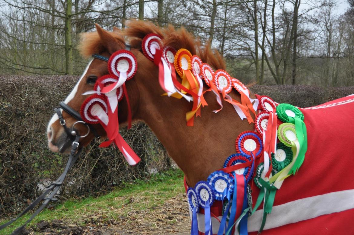 New Forest Stegstedgård's Pixeline<3 VBP<3 - Pixe med alle vores rosetter sammen!

Er så stolt af alt det vi har opnået. B.la. flere første pladser, sydjyskmester i ponygames 2012 og nr.3 til DM <3

Verdens allerbedste!<3<3 billede 8