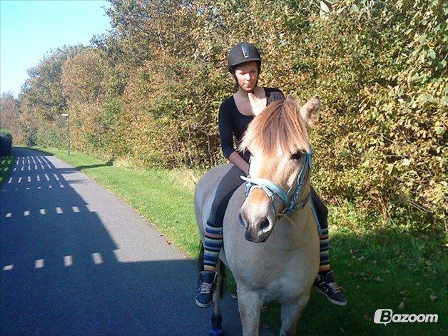 Fjordhest Laban billede 2