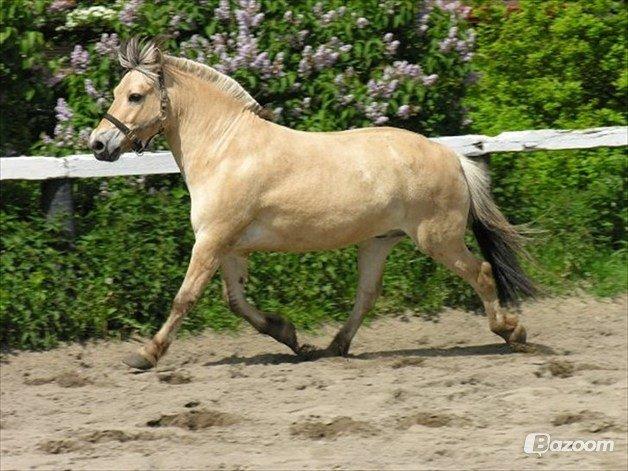 Fjordhest Laban billede 3