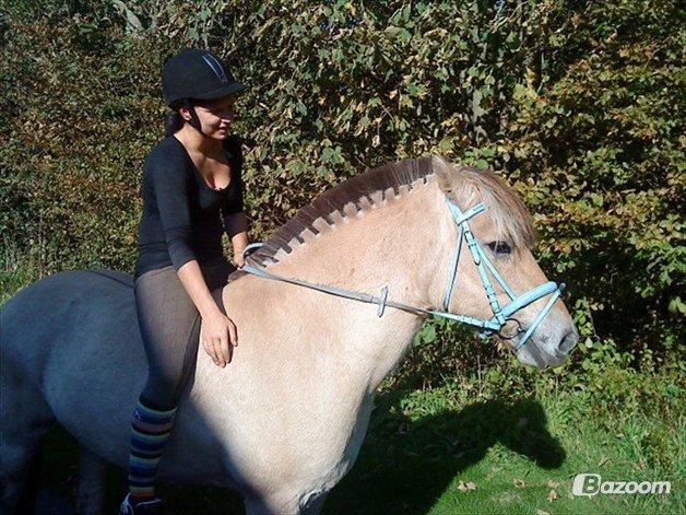 Fjordhest Laban billede 4