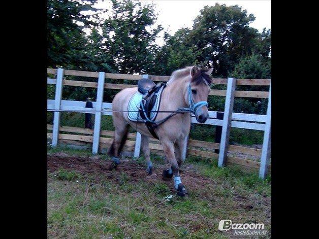 Fjordhest Laban billede 5