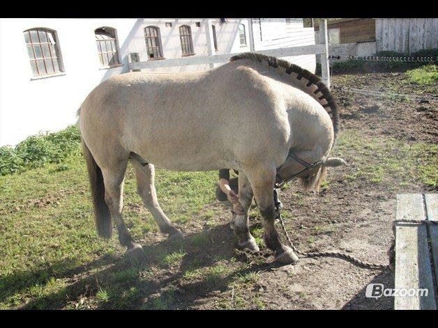 Fjordhest Laban billede 6