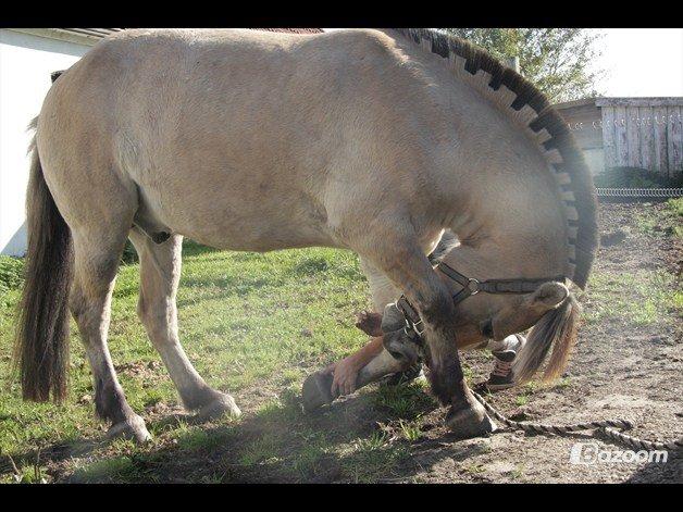 Fjordhest Laban billede 7