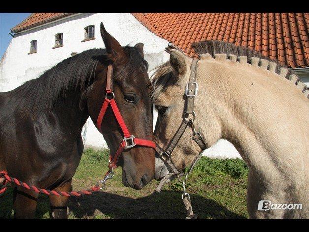 Fjordhest Laban billede 8