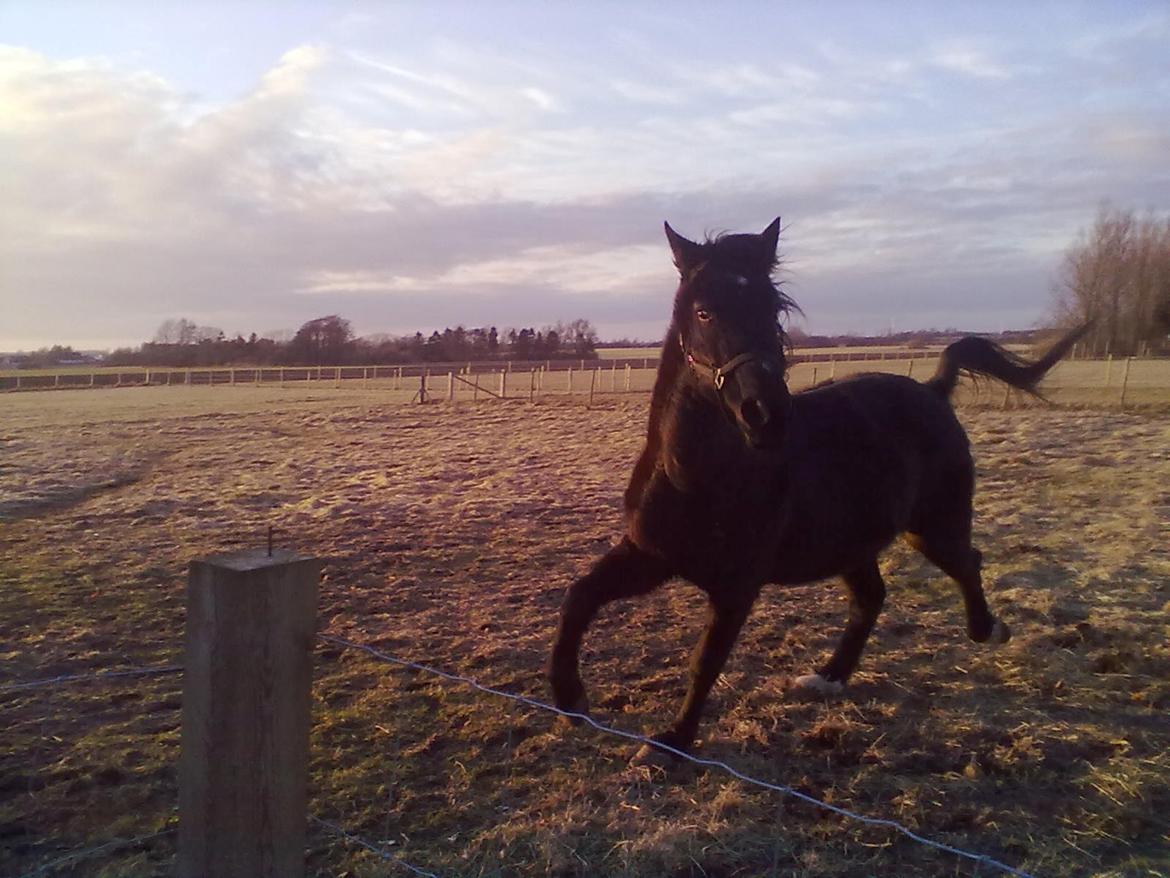 Traver Air Max billede 2