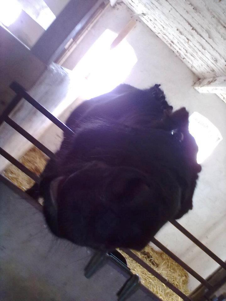 Traver Air Max billede 15