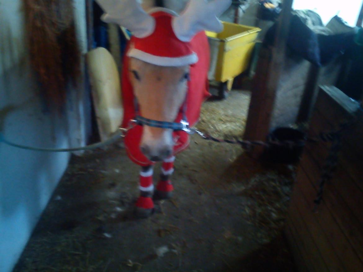 Fjordhest skovløkke's luca - baby som nisse pony <3 billede 7