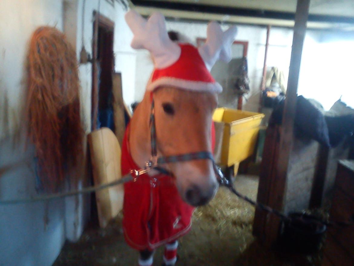 Fjordhest skovløkke's luca - baby som nisse <3 billede 8