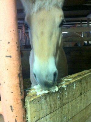 Fjordhest skovløkke's luca - baby spiser pære <3 billede 9