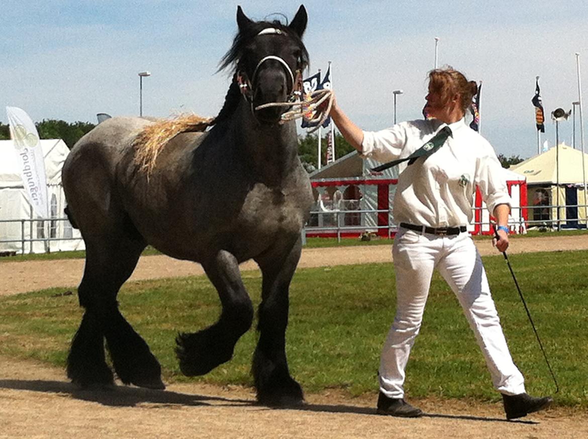 Belgier Mr. Blue af Brande billede 8