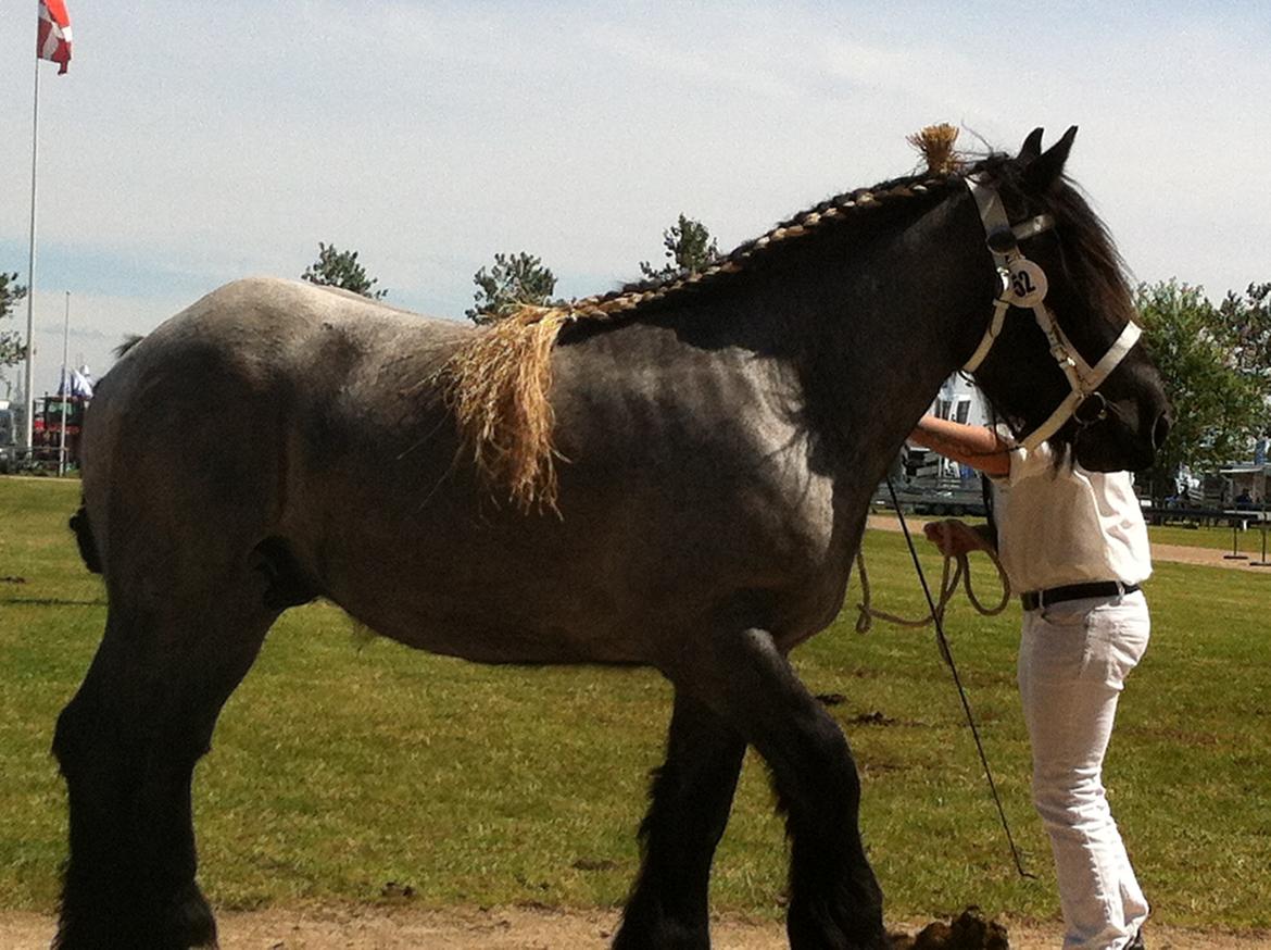 Belgier Mr. Blue af Brande billede 9