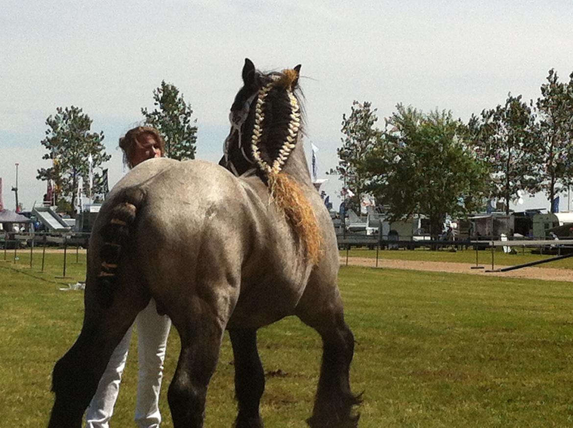 Belgier Mr. Blue af Brande billede 10