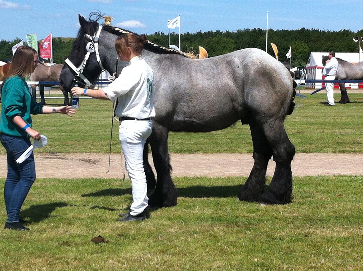 Belgier Mr. Blue af Brande billede 11
