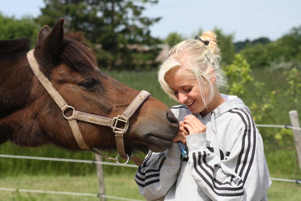 Anden særlig race Flicka *AFLIVET* billede 5