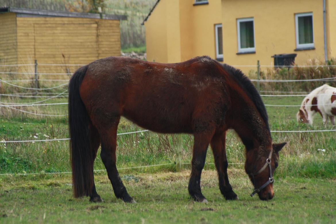 Anden særlig race Flicka *AFLIVET* billede 17